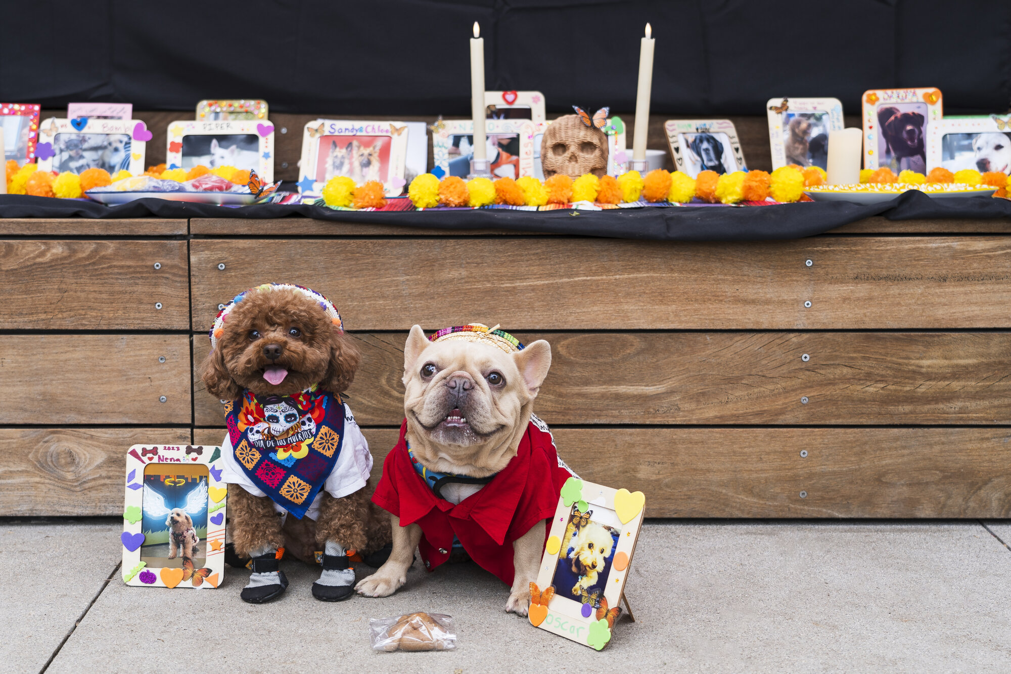 PetSpace Dia de los Muertos Celebration