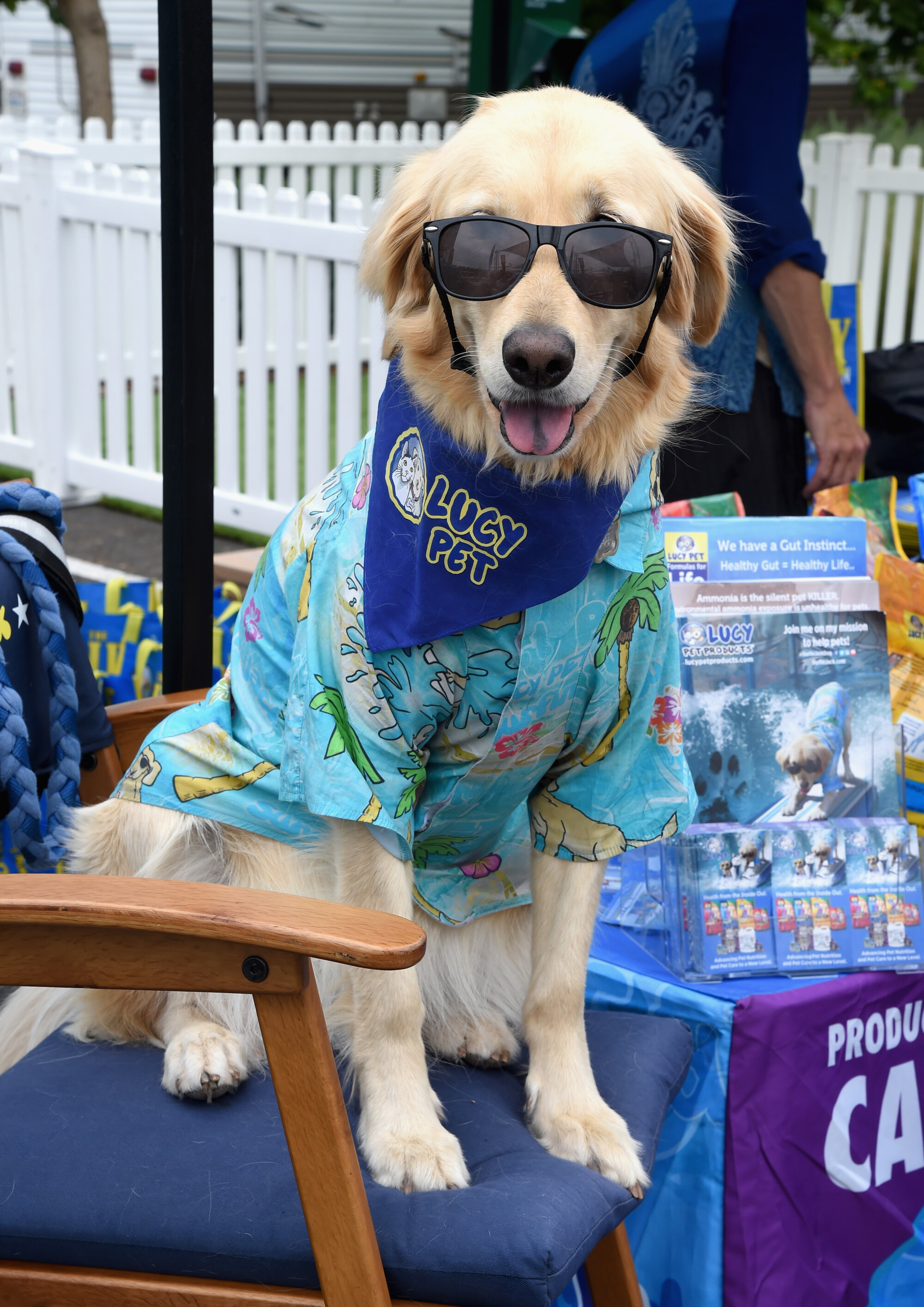 PetSpace AnniFURsary